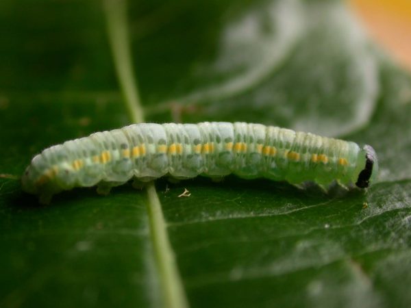 Greta depauperata 5th instar, KRW-204
