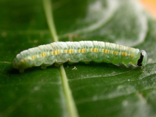 Greta depauperata 5th instar, KRW-204