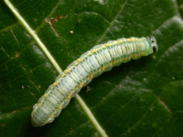 Greta depauperata 5th instar, KRW-204