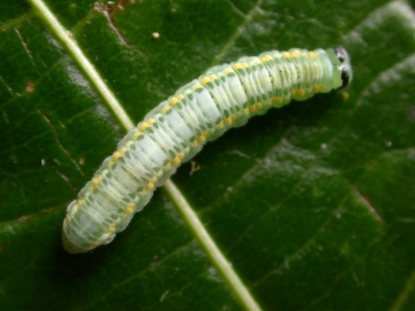 Greta depauperata 5th instar, KRW-204