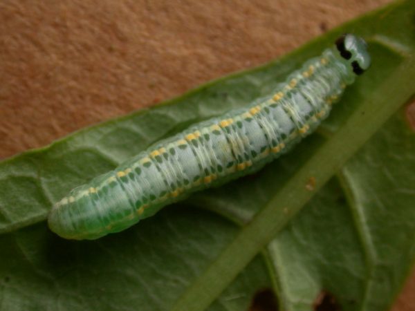 Greta depauperata 5th instar, KRW-205