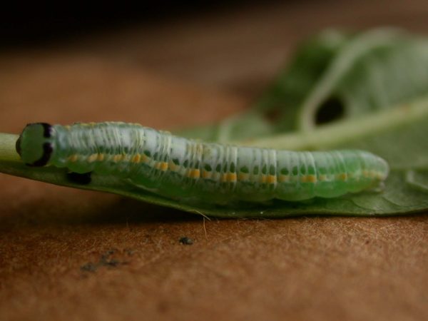 Greta depauperata 5th instar, KRW-205