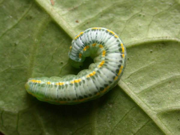 Greta depauperata 5th instar, KRW-206