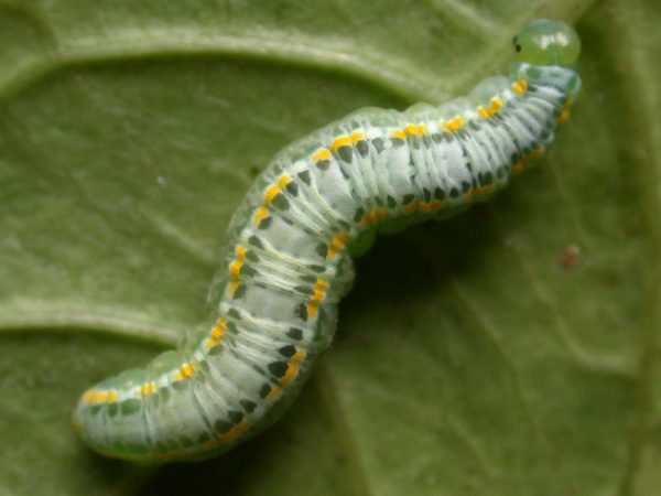 Greta depauperata 5th instar, KRW-206