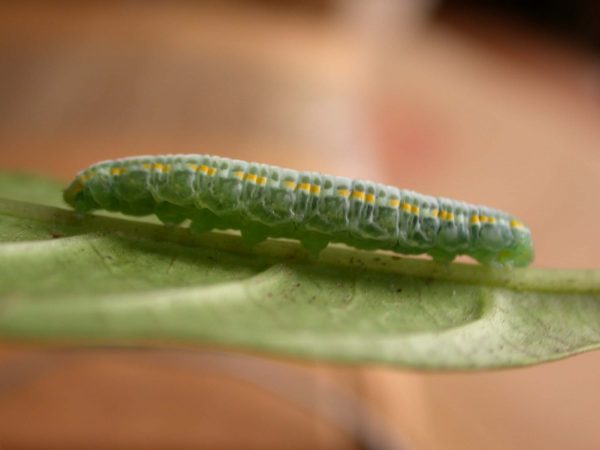 Greta depauperata 5th instar, KRW-206