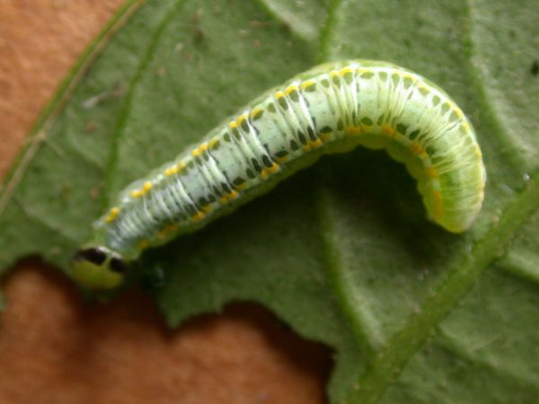 Greta depauperata 5th instar, KRW-211-1