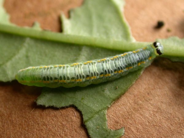 Greta depauperata 5th instar, KRW-211-1