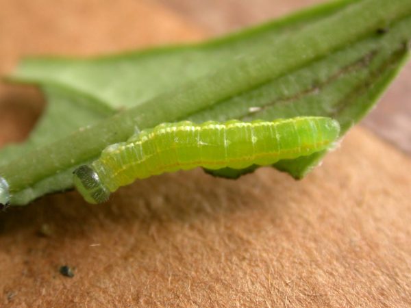 Greta depauperata 5th instar, KRW-211-1