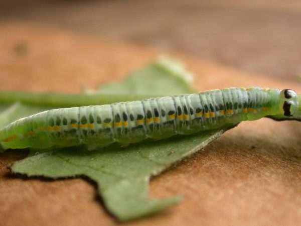 Greta depauperata 5th instar, KRW-211-1