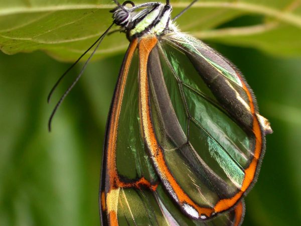 Greta depauperata adult, KRW-206