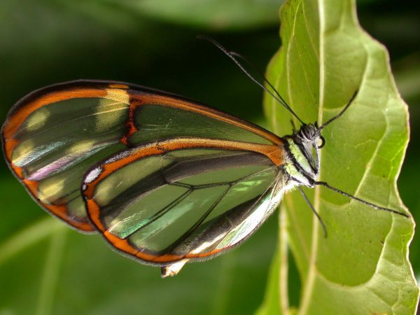 Greta depauperata adult, KRW-206