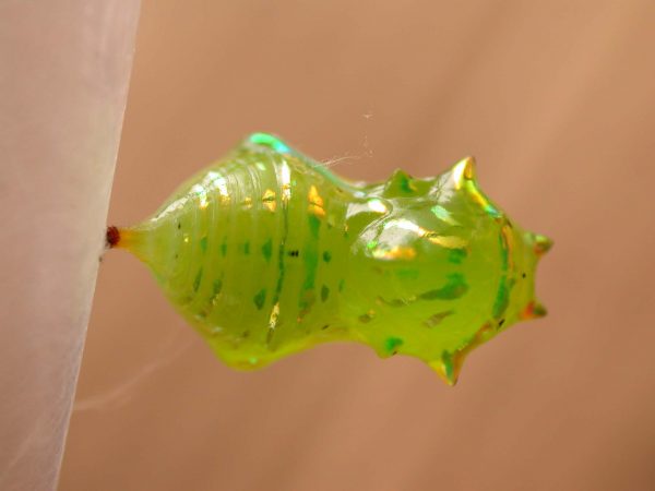 Greta depauperata pupa dorsal, KRW-206