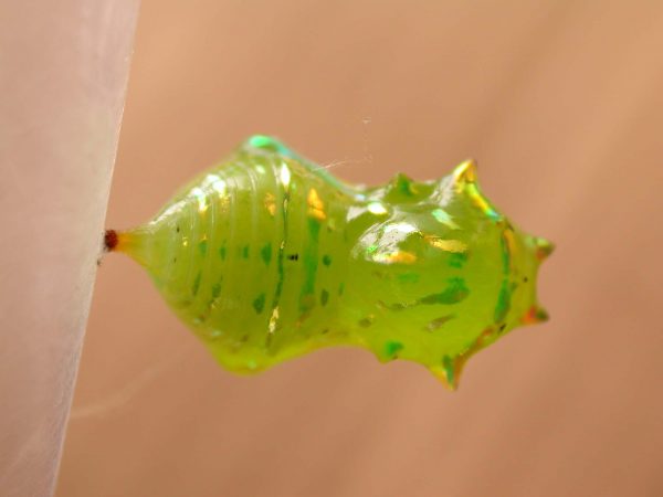 Greta depauperata pupa dorsal, KRW-206