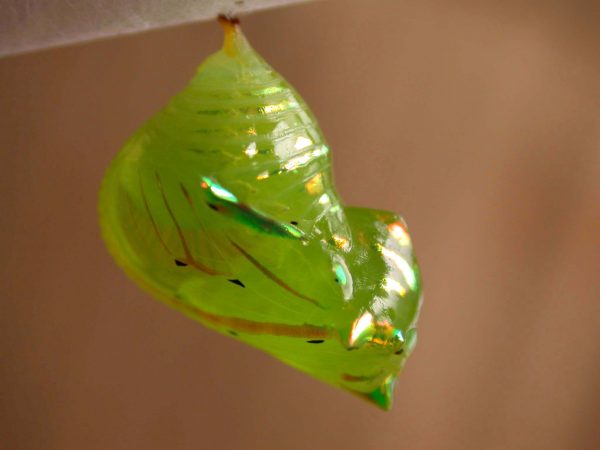 Greta depauperata pupa lateral, KRW-206