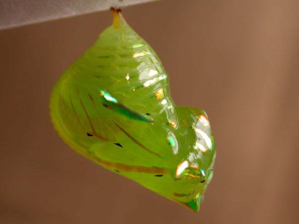 Greta depauperata pupa lateral, KRW-206