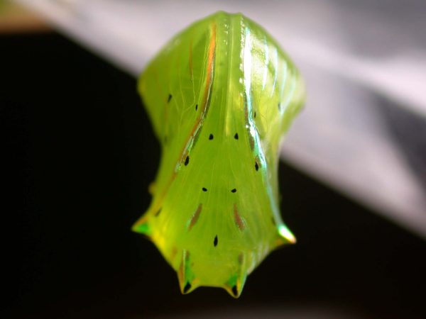 Greta depauperata pupa ventral, KRW-206