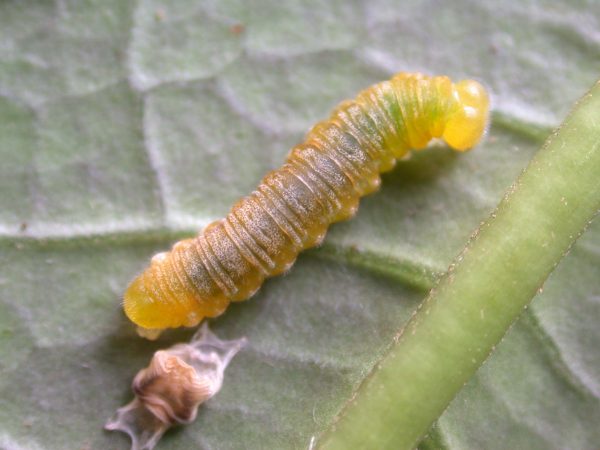 Greta dercetis 4th instar, KRW-79