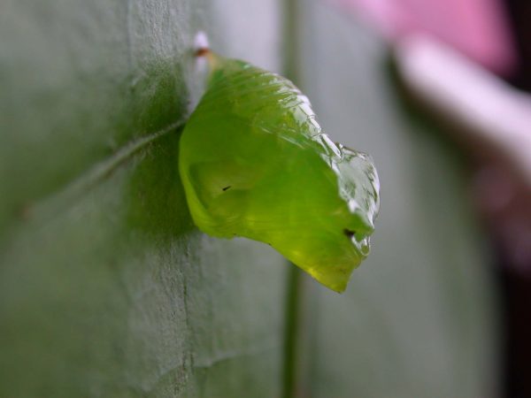 Greta dercetis pupa, KRW-79