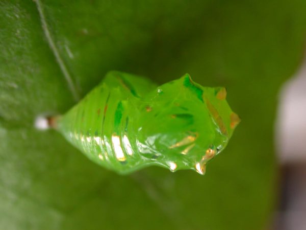 Greta dercetis pupa, KRW-79