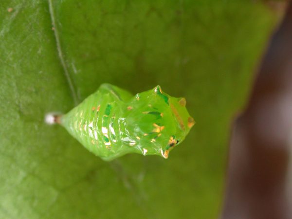 Greta dercetis pupa, KRW-79