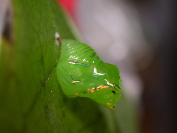 Greta dercetis pupa, KRW-79
