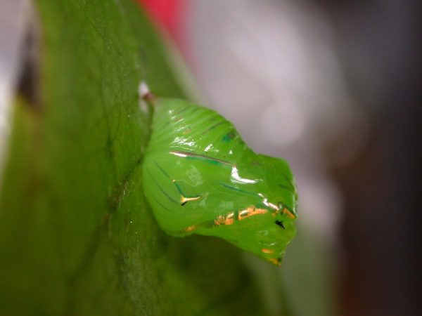 Greta dercetis pupa, KRW-79