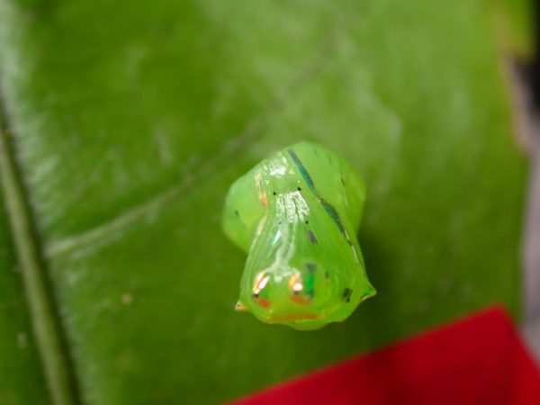 Greta dercetis pupa, KRW-79