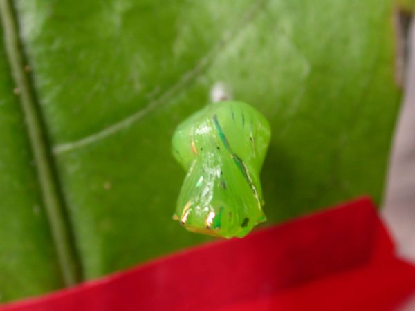 Greta dercetis pupa, KRW-79