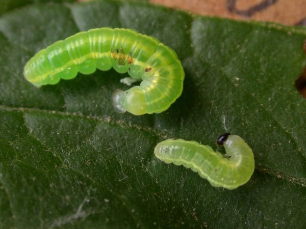 Greta hermana 3rd instar or 4th instar, KRW-138
