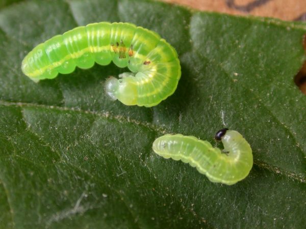 Greta hermana 3rd instar or 4th instar, KRW-138