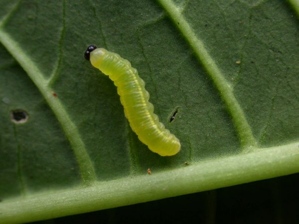 Greta hermana 3rd instar, KRW-140