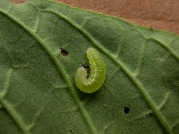 Greta hermana 3rd instar, KRW-140