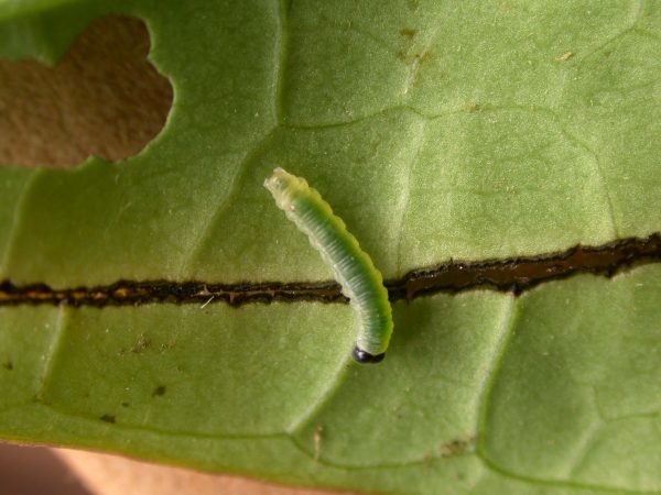 Greta hermana 3rd instar, KRW-171
