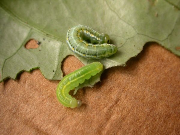 Greta hermana 4th instar or 5th instar, KRW-125