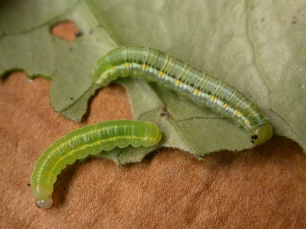 Greta hermana 4th instar or 5th instar, KRW-125