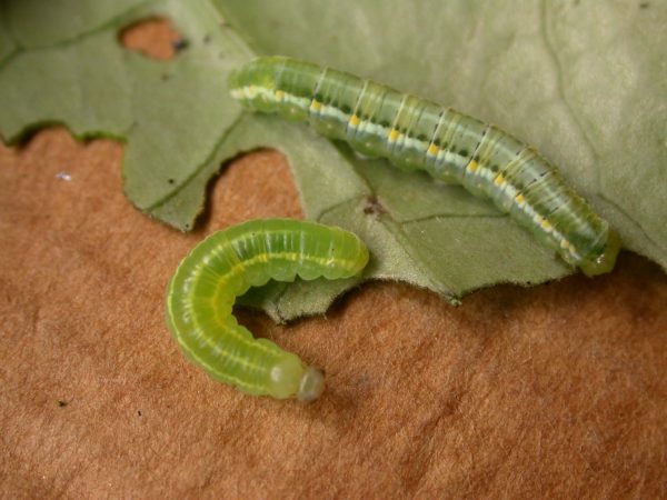 Greta hermana 4th instar or 5th instar, KRW-125