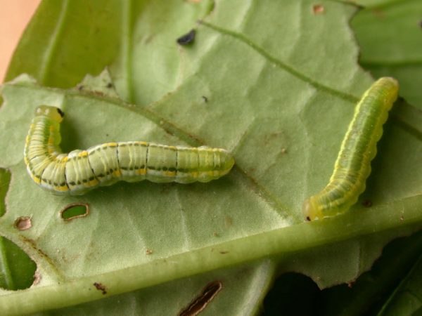 Greta hermana 4th instar or 5th instar, KRW-190
