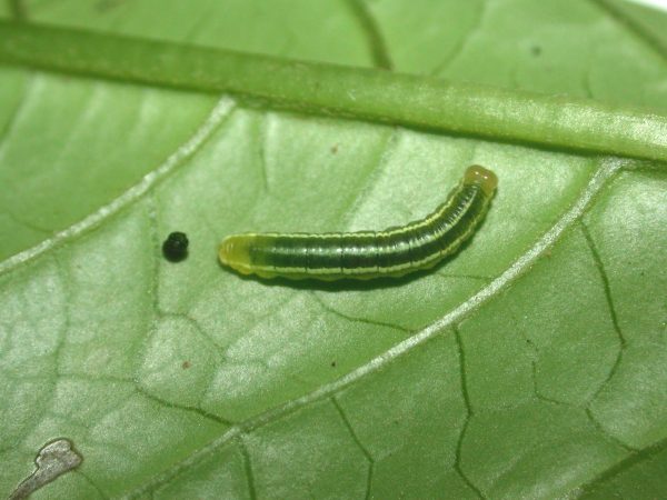 Greta hermana 4th instar, KRW-113