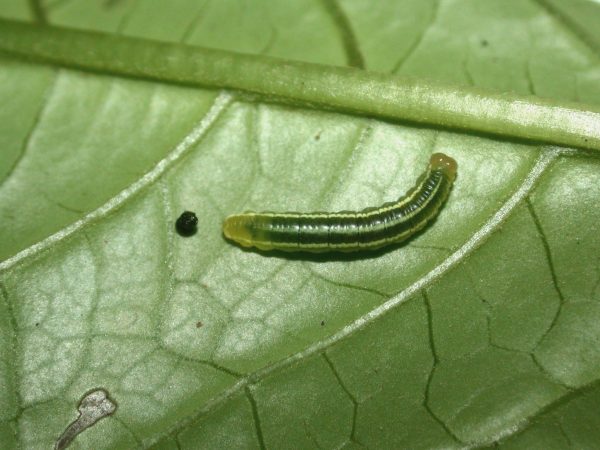 Greta hermana 4th instar, KRW-113