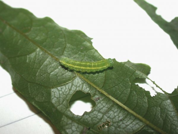 Greta hermana 4th instar, KRW-136a