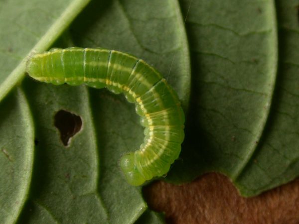 Greta hermana 4th instar, KRW-136b
