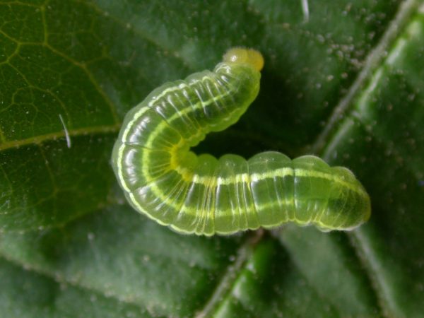 Greta hermana 4th instar, KRW-137