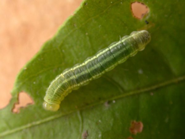 Greta hermana 4th instar, KRW-139