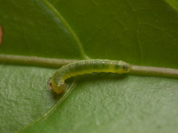Greta hermana 4th instar, KRW-139