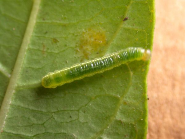 Greta hermana 4th instar, KRW-139