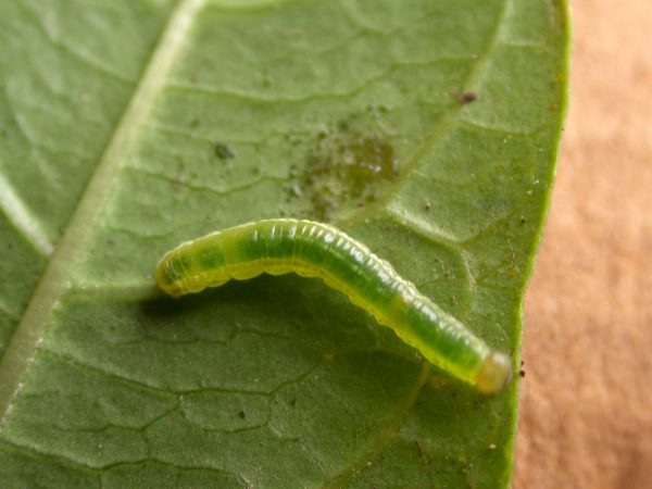 Greta hermana 4th instar, KRW-139
