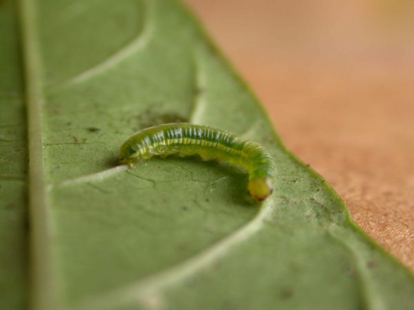 Greta hermana 4th instar, KRW-139