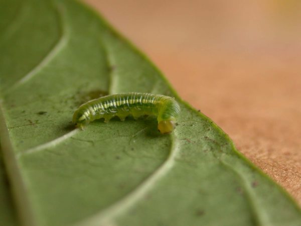 Greta hermana 4th instar, KRW-139