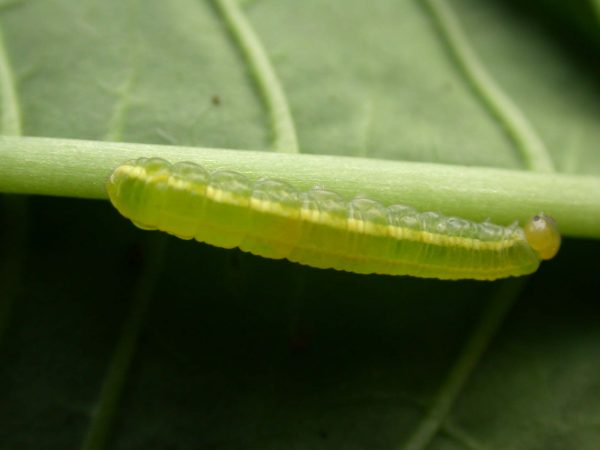 Greta hermana 4th instar, KRW-140