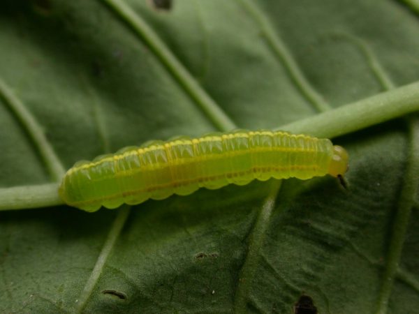 Greta hermana 4th instar, KRW-140